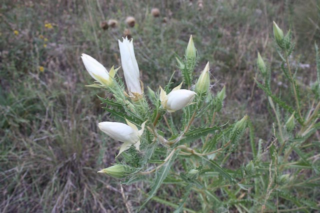 Ten-Petal Blazing Star, Evening Star